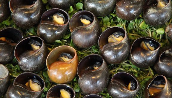 HÀNG DƯƠNG QUÁN - ỐC RỪNG XÀO TÍA TÔ | NHÀ HÀNG quận 1